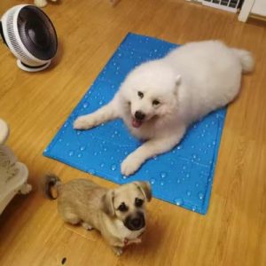 tapis rafraîchissant chien