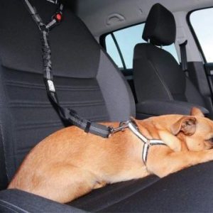 Ceinture de Sécurité pour Chien